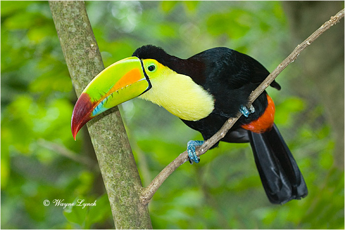 Keel-billed Toucan, Mexico 104 by Dr. Wayne Lynch &copy;